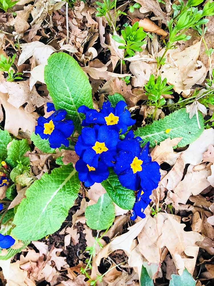 Bright blue flower of the Primrose (Primula vulgaris)