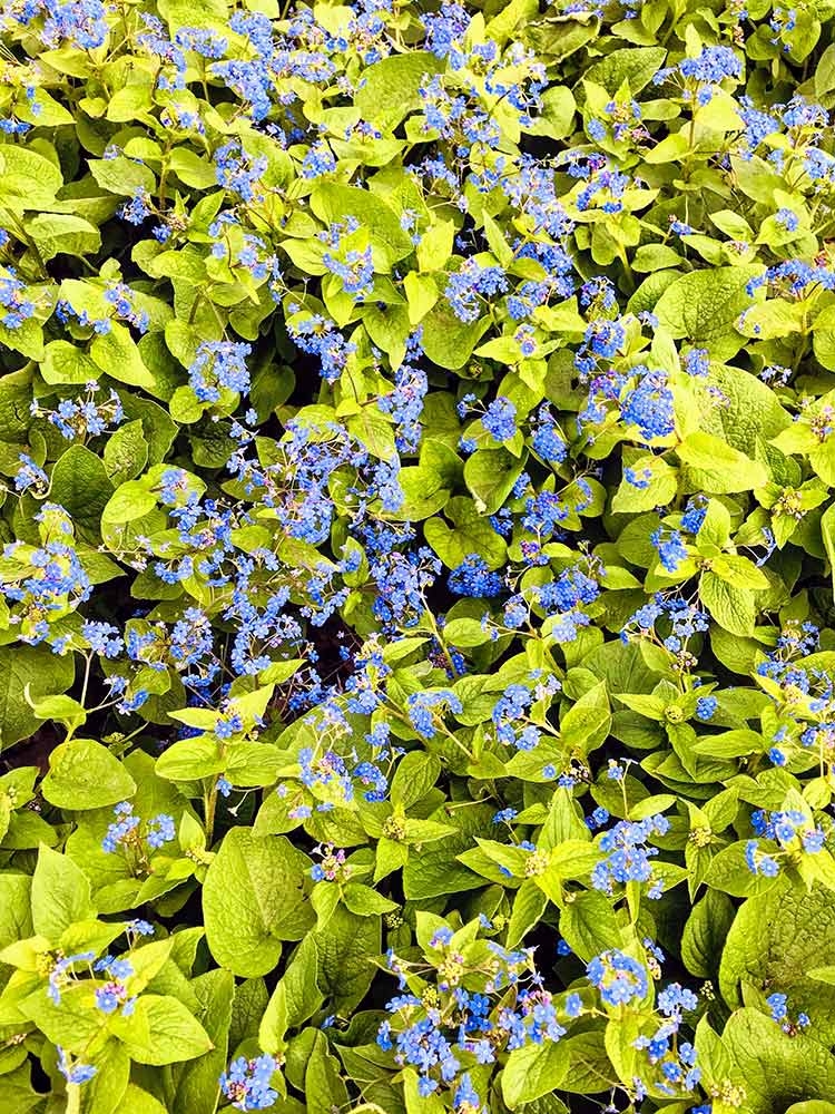 Intense blue flowers atop the green, velvety leaves of Siberian Bugloss (Brunnera macrophylla)