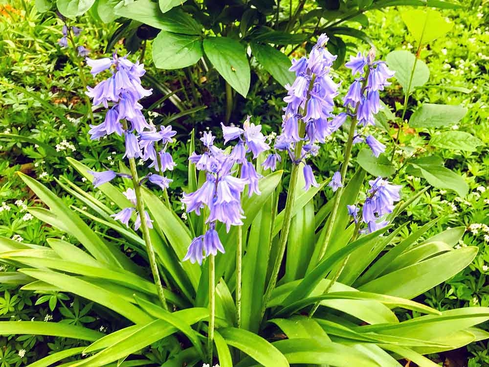 Blue blooms of Spanish Bluebells (Hyacinthoides hispanica)