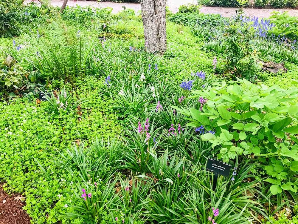 Spanish bluebells (Hyacinthoides hispanica) and and sweet woodruff (Galium odoratum) 