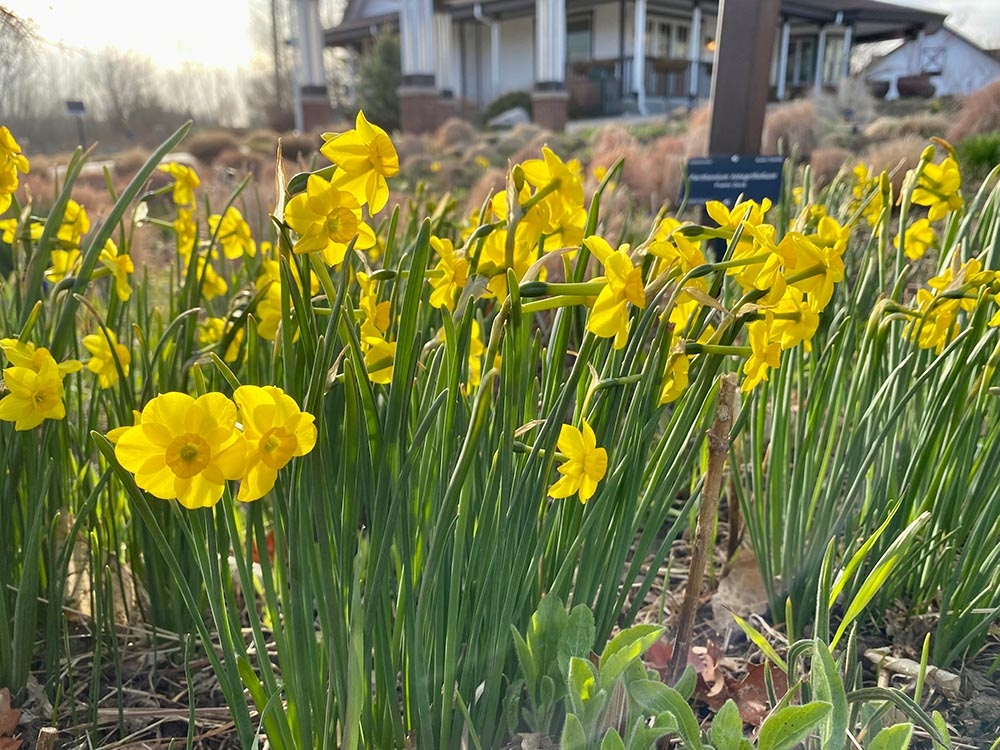 daffodils at Chatfield