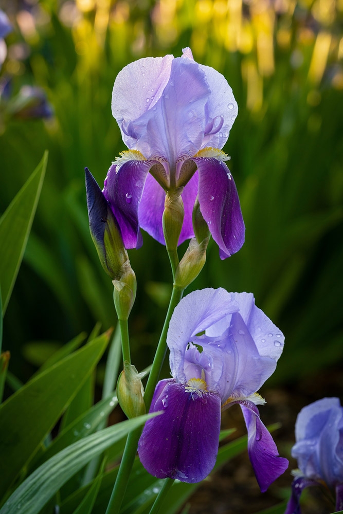 'Iris x germanica' or 'German iris', Tall Bearded Iris, Iris Collection Garden. Photo by Scott Dressel-Martin