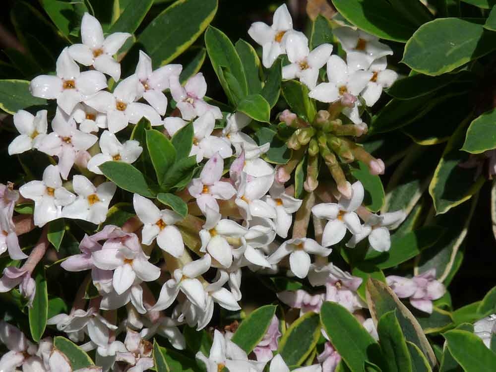 Daphne × burkwoodii ‘Carol Mackie’