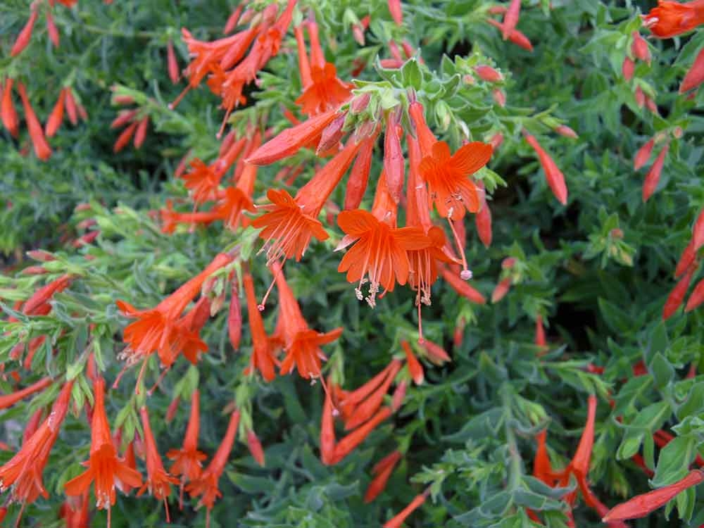 Epilobium canum ssp. garrettii ‘PWWG01S’, commonly known as ORANGE CARPET® California fuchsia