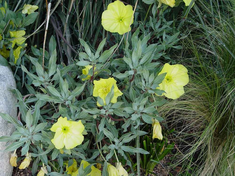 Oenothera macrocarpa ssp. incana SILVER BLADE®