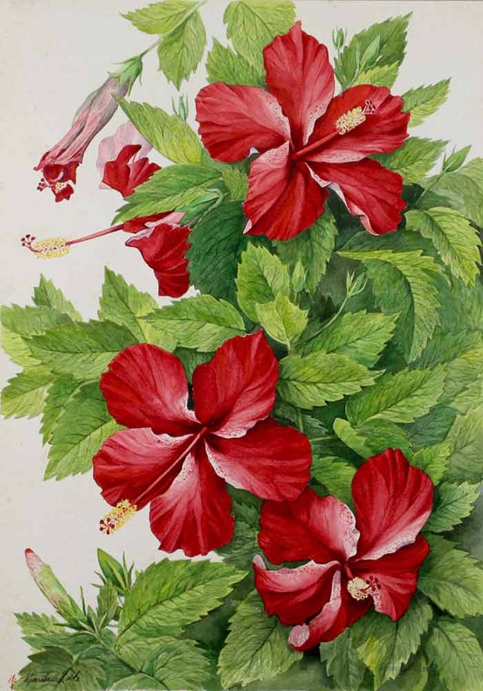 Manabu C. Saito, "Rosa sinensis," watercolor, 1970.