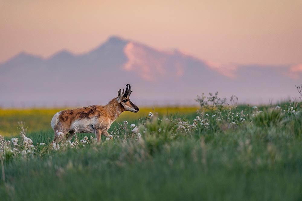 pronghorn
