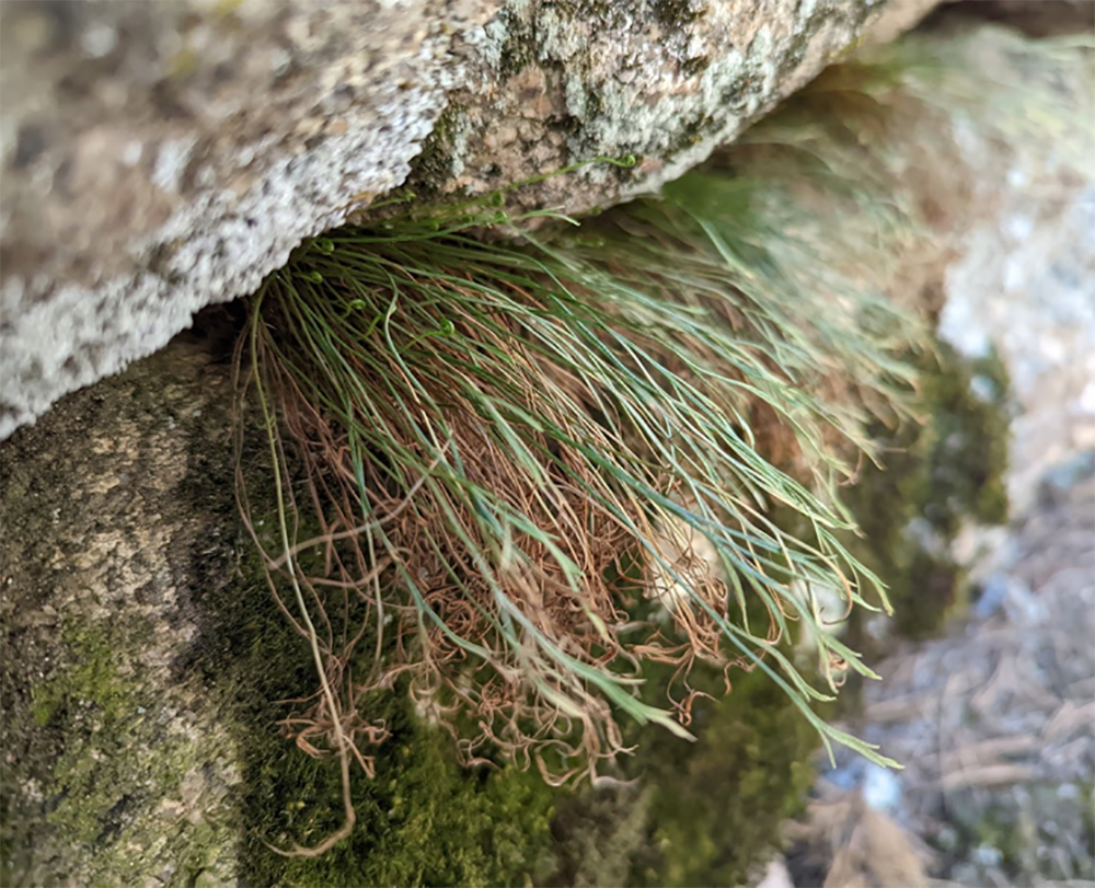 Asplenium septentrionale