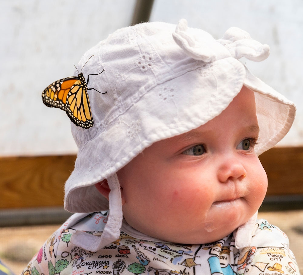Butterflies at Chatfield Farms