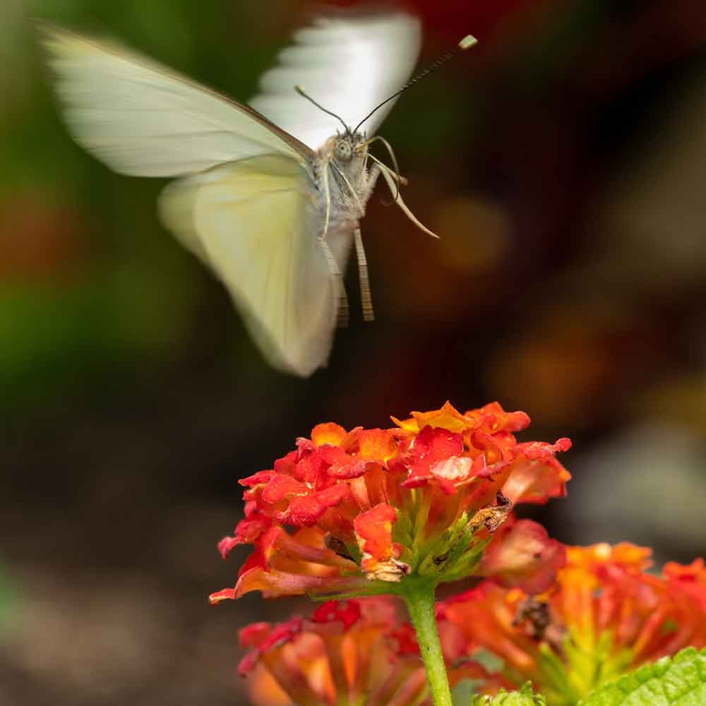 Butterflies at Chatfield Farms