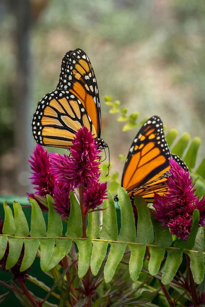 Butterflies at Chatfield Farms