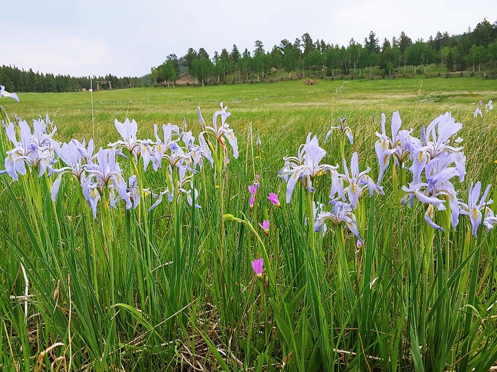 wild irises