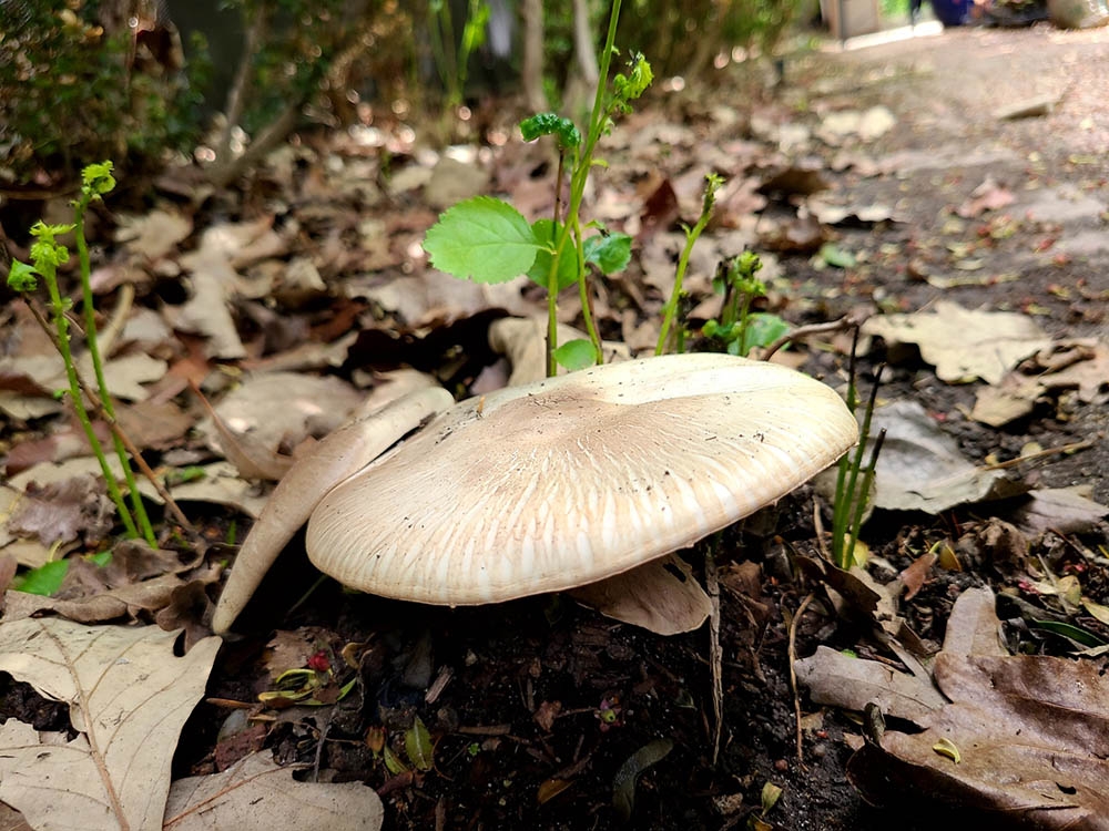 Agaricus_xanthodermus
