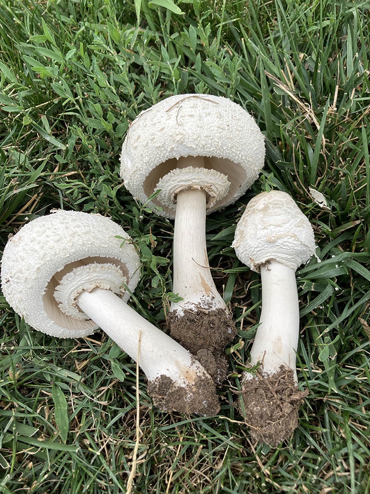 Chlorophyllum molybdites