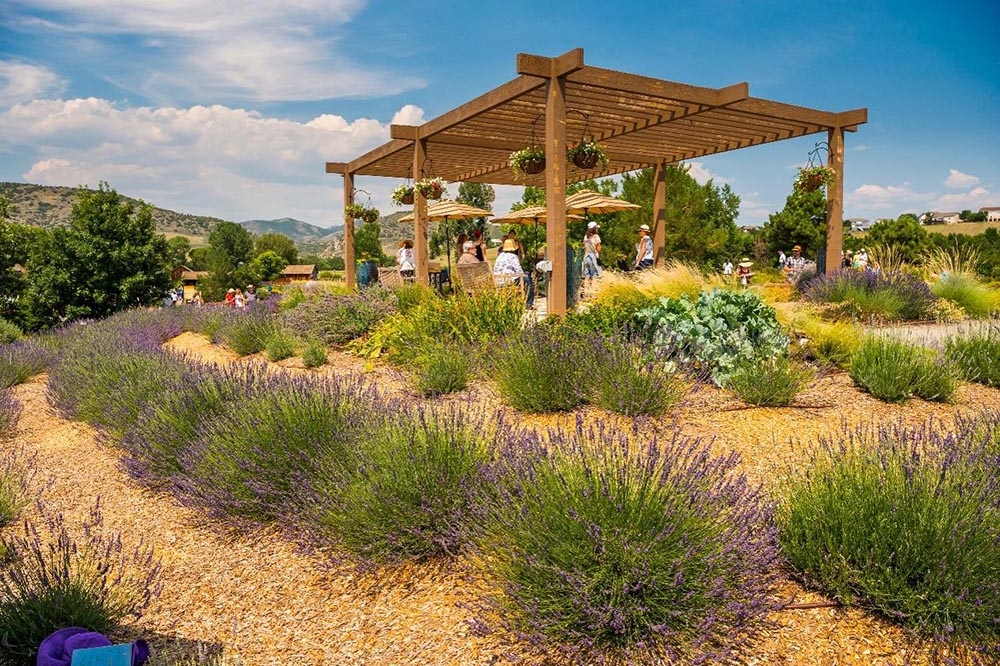 Lavender Garden Pergola