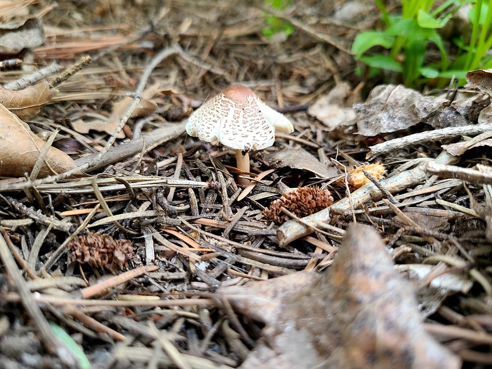 Lepiota_lilacea