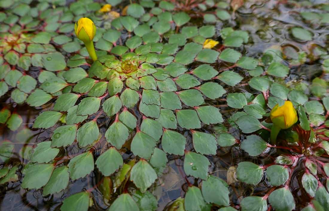 Mosaic Plant (Ludwigia sedioides)