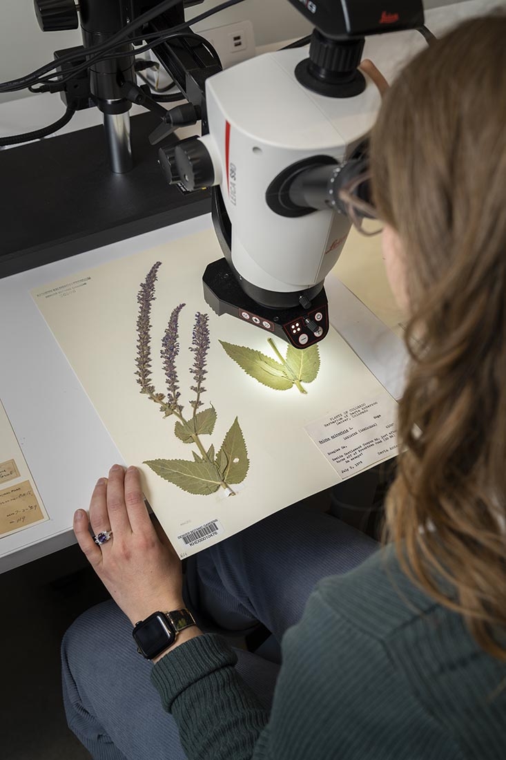 herbarium microscope