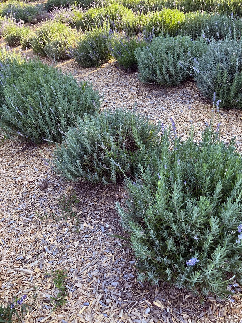 lavender in wood mulch
