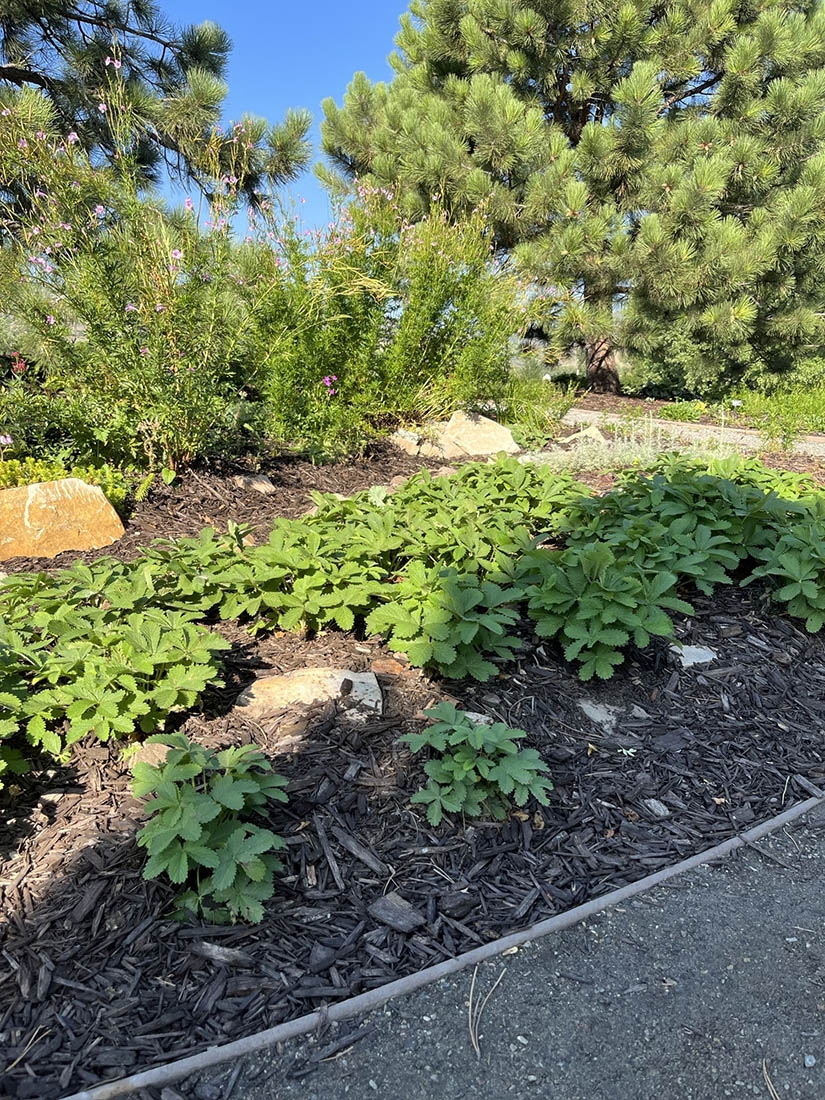 strawberries in wood mulch