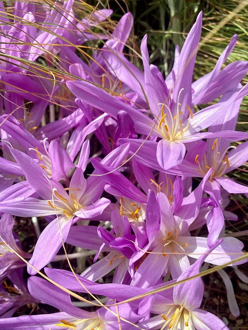 Colchicum autumnale