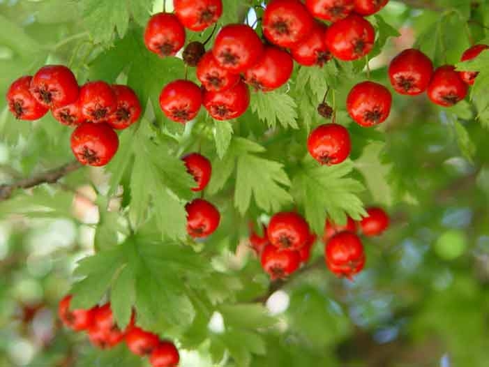 Crataegus ambigua (Russian Hawthorn)
