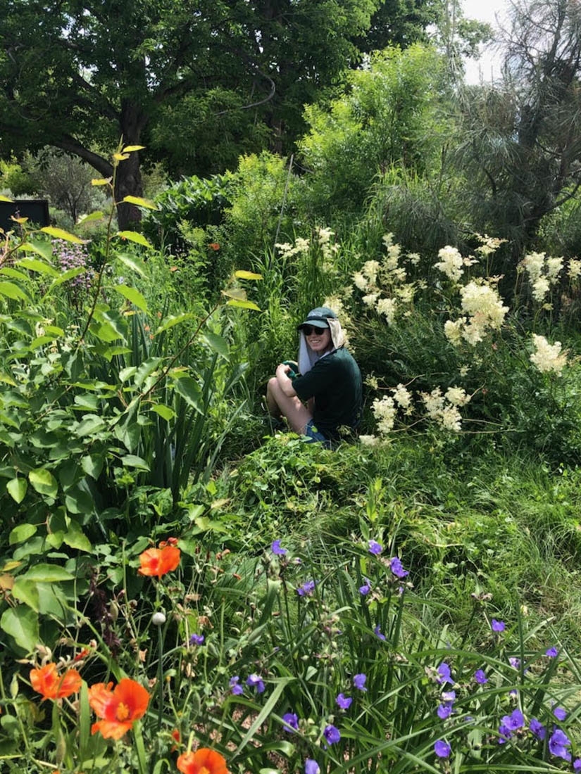 Laurel weeding in the Rock Alpine Garden