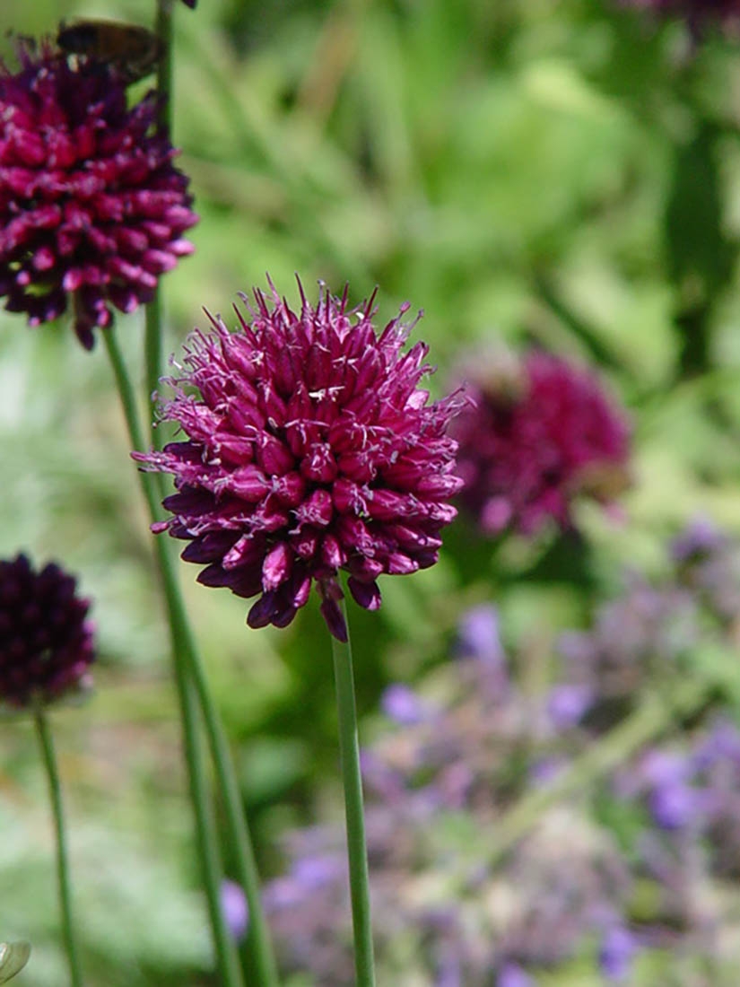 allium sphaerocephalum - round-headed leek
