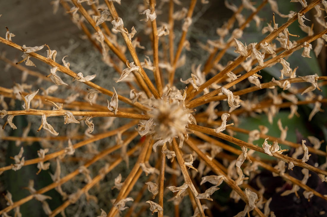 dried allium
