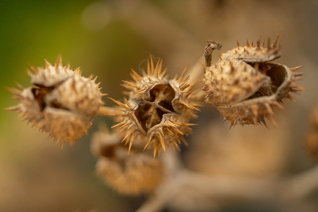 seed pods