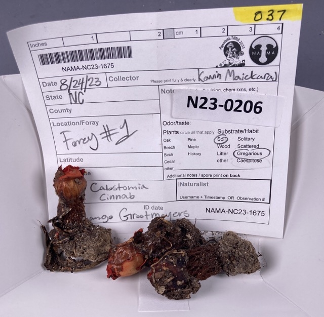 Calostoma Medium fungus with ID card