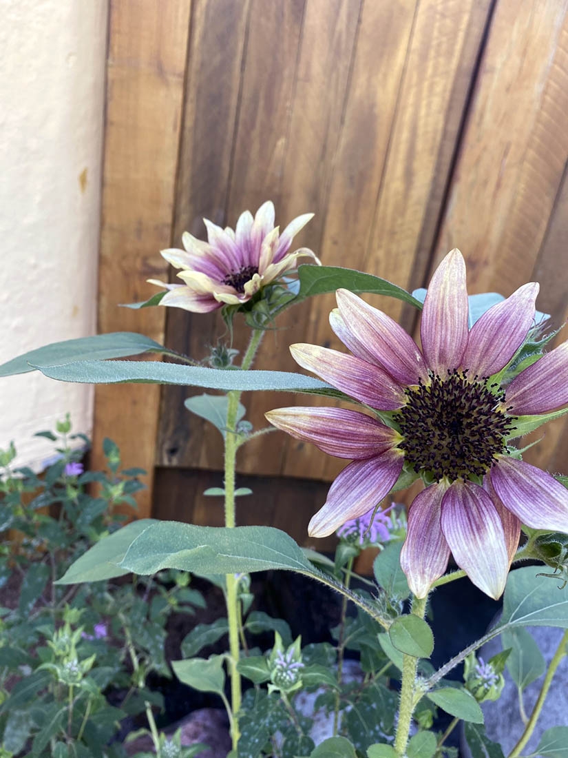 Helianthus annuus 'Ruby Eclipse'