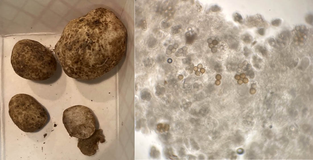 Imaia truffle and image of its spores and tissues