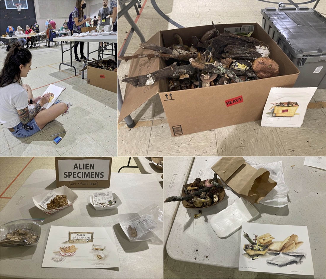 Four images showing mushrooms and an illustrator