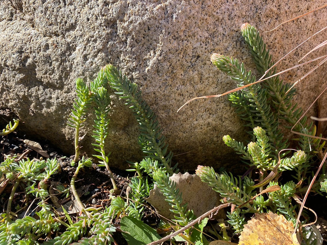 Sedum sediforme 'Turquoise Tails'.j
