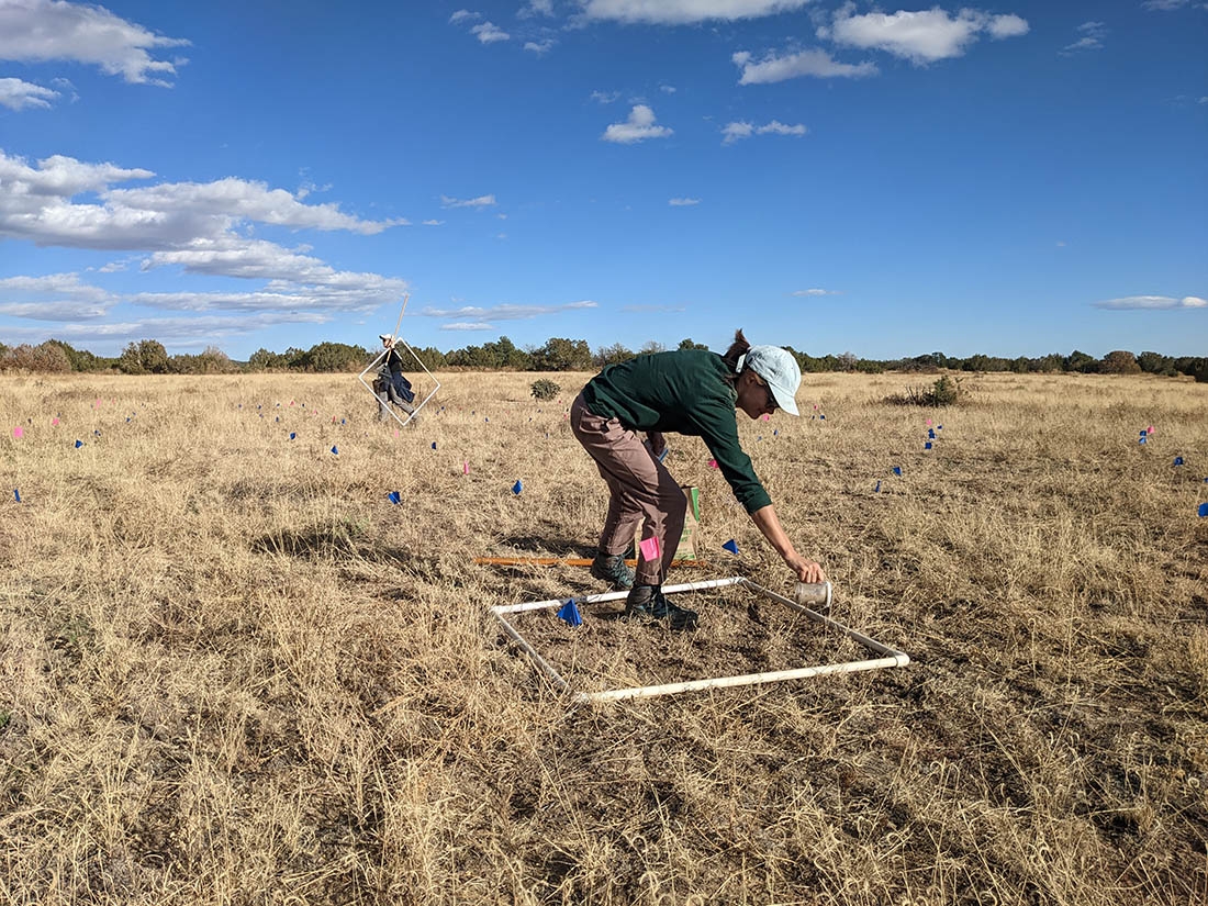 Shaking seeds into the plot