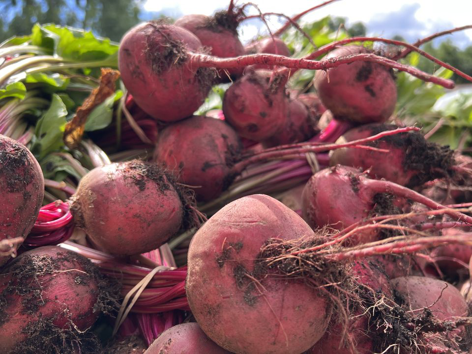 beets
