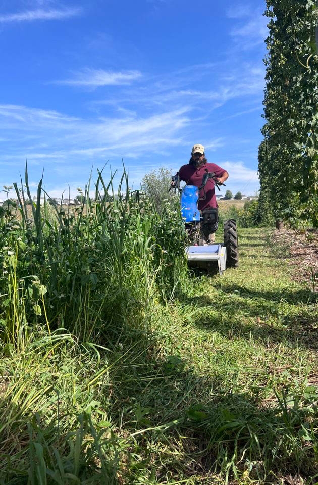 Person mowing cover crop