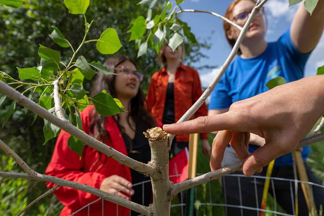 A large-scale tree-planting campaign