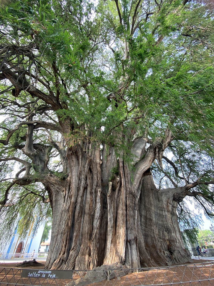 A tree with a massive trunk in front of a church