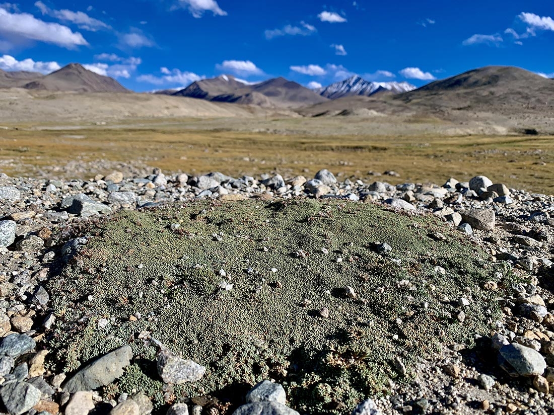 Acantholimon diapensioides surrounded by stones