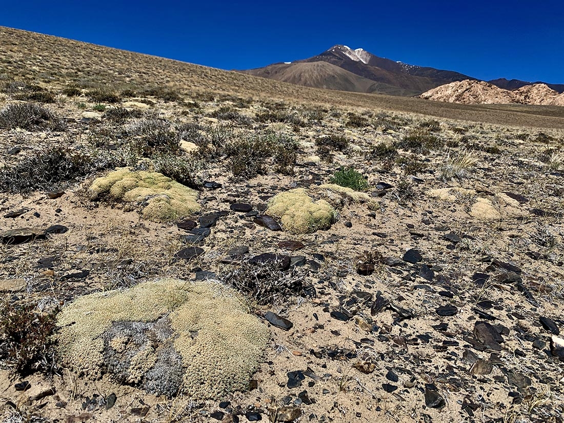 Acantholimon on dry alpine