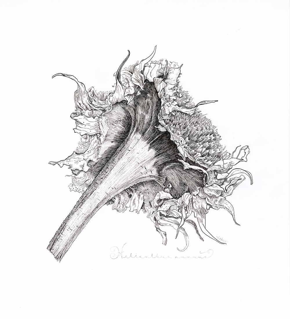 Brittany Hass, “Helianthus annuus,” (dried sunflower), ink, 2021.
