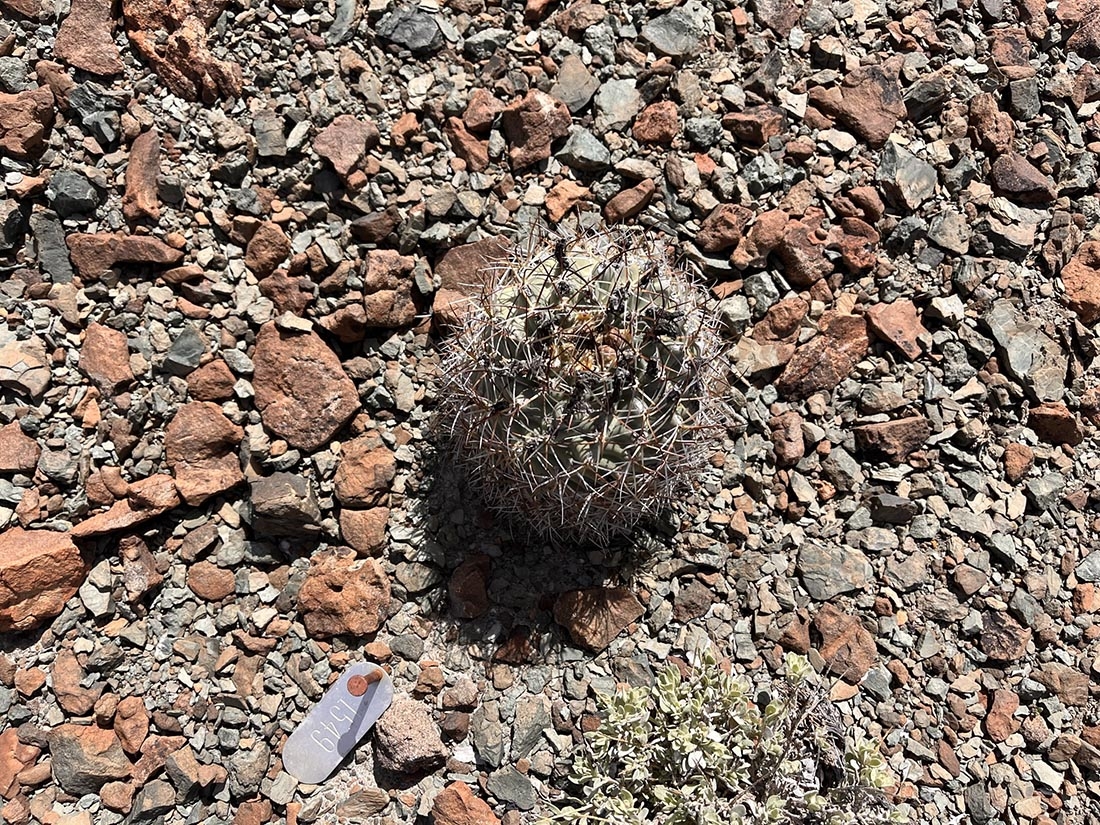 Small Sclerocactus glaucus among scree