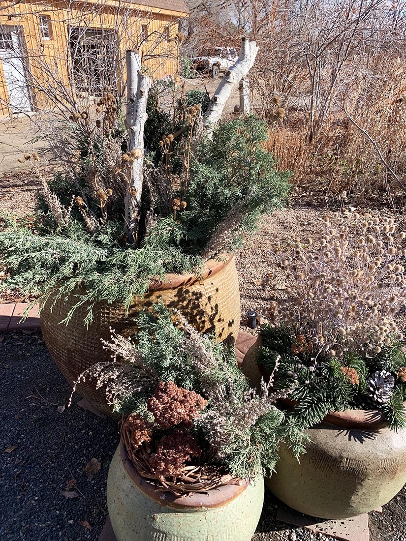 Container arrangements with pinecones and evergreens