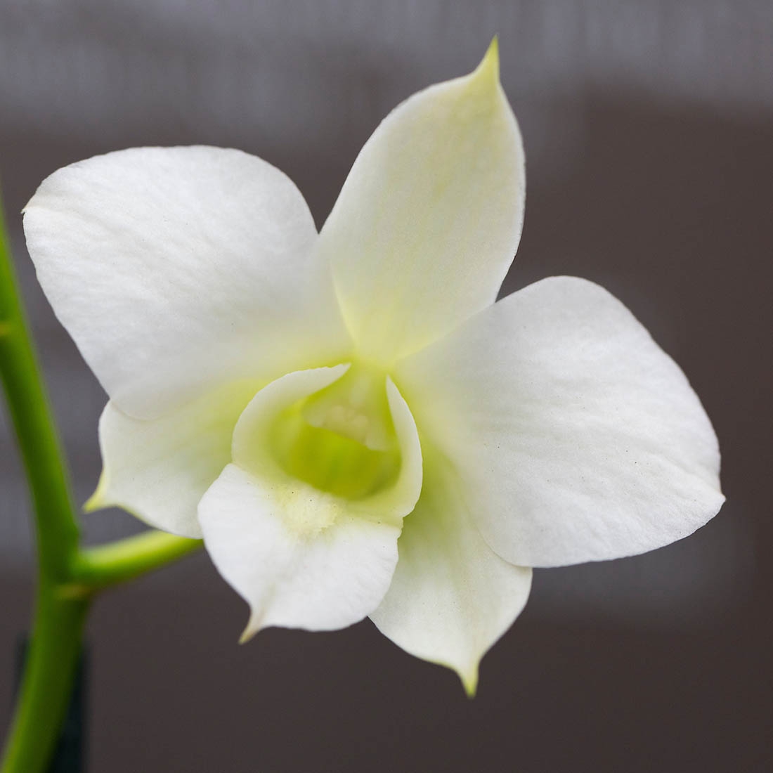 white orchid, Dendrobium hybrid