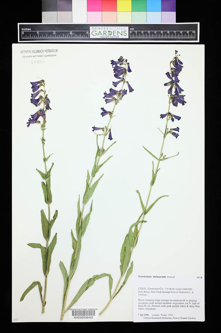Penstemon specimen on herbarium sheet