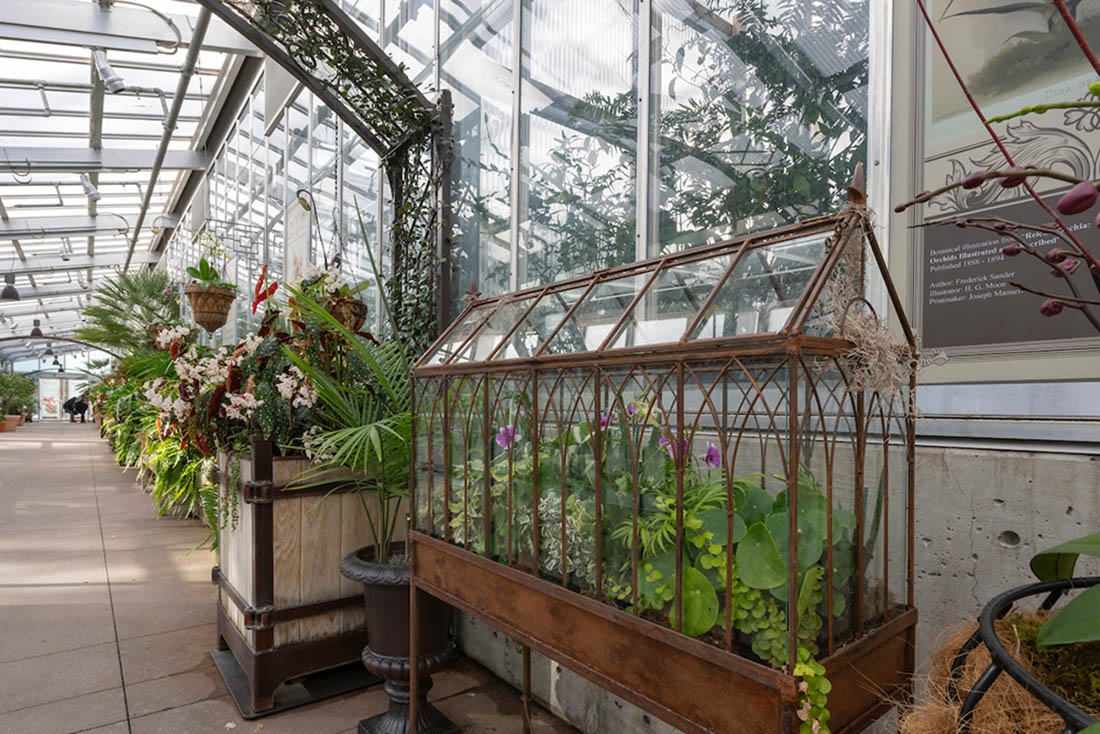 Wardian case with plants inside