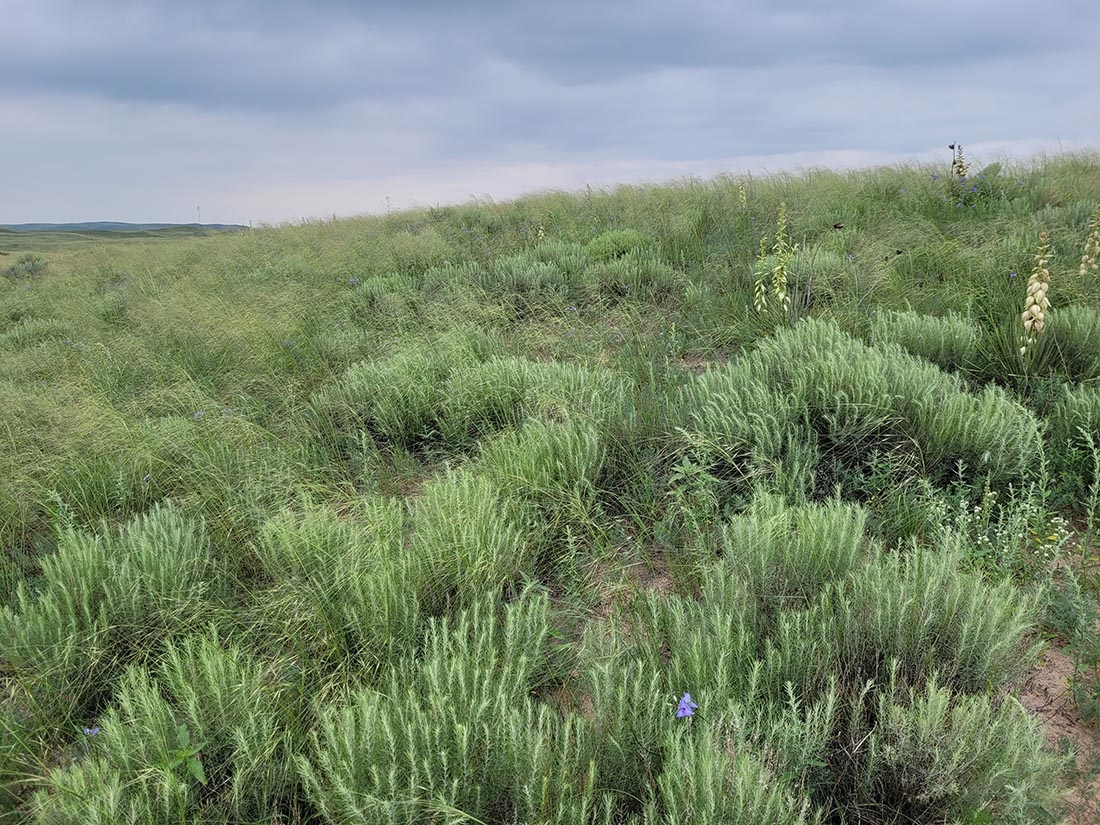 Sandsage prairie habitat example