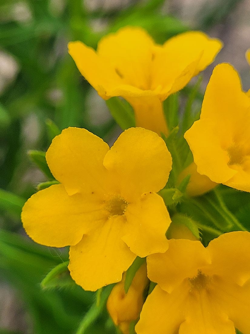 carolina puccoon